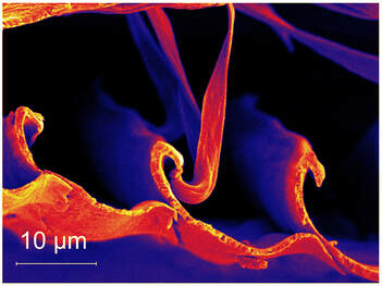 SEM image of the barbules that connect feather barbs together