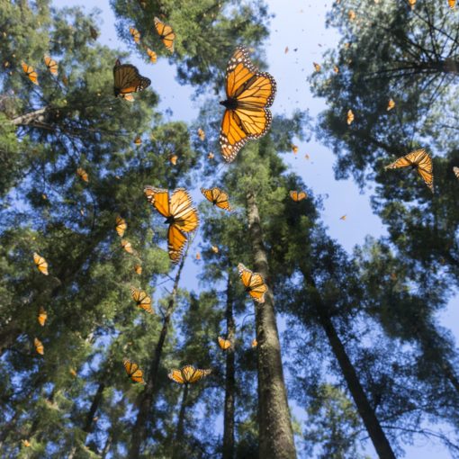 BASF Biodiversity Monarchs