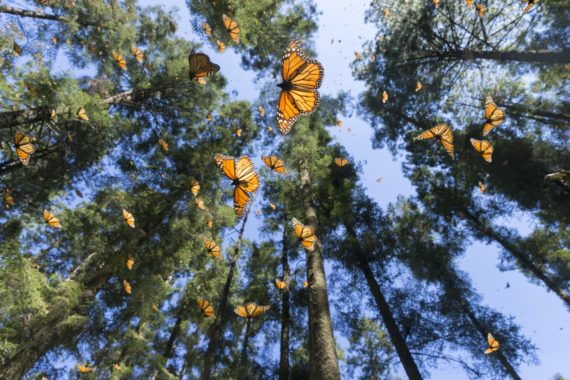 BASF Biodiversity Monarchs
